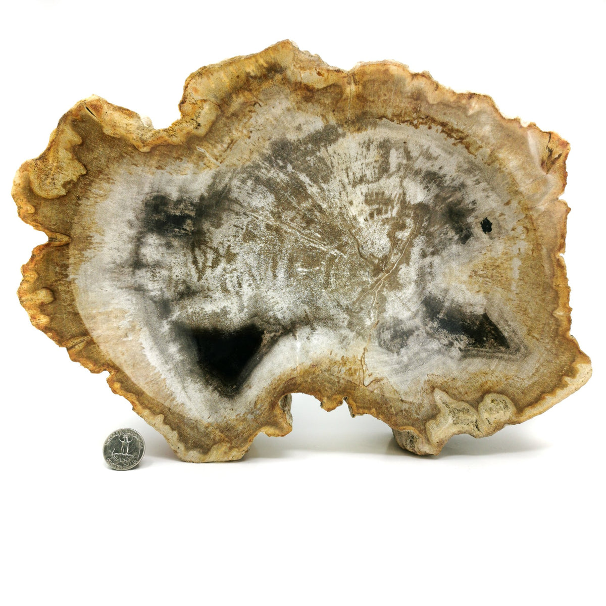 Petrified Wood Bowl fossil.