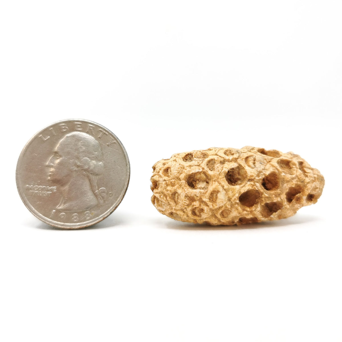 Pine Cone fossil.
