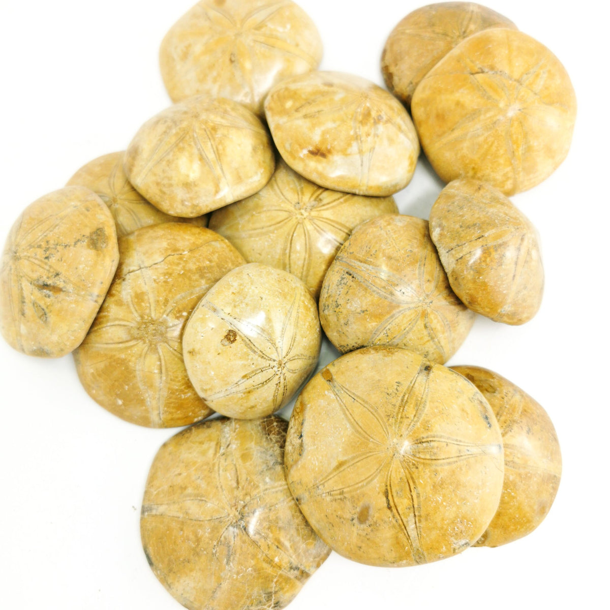 Urchin fossil.
