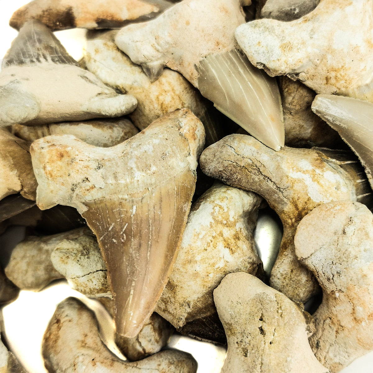 Otodus Genus Shark Tooth fossil from Phosphate mines in the Atlas Mountains, Morocco.