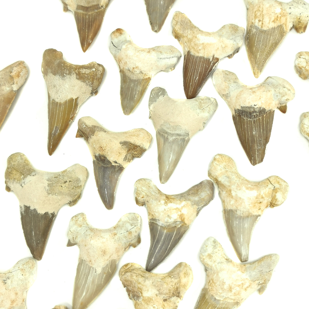 Otodus Genus Shark Tooth fossil from Phosphate mines in the Atlas Mountains, Morocco.