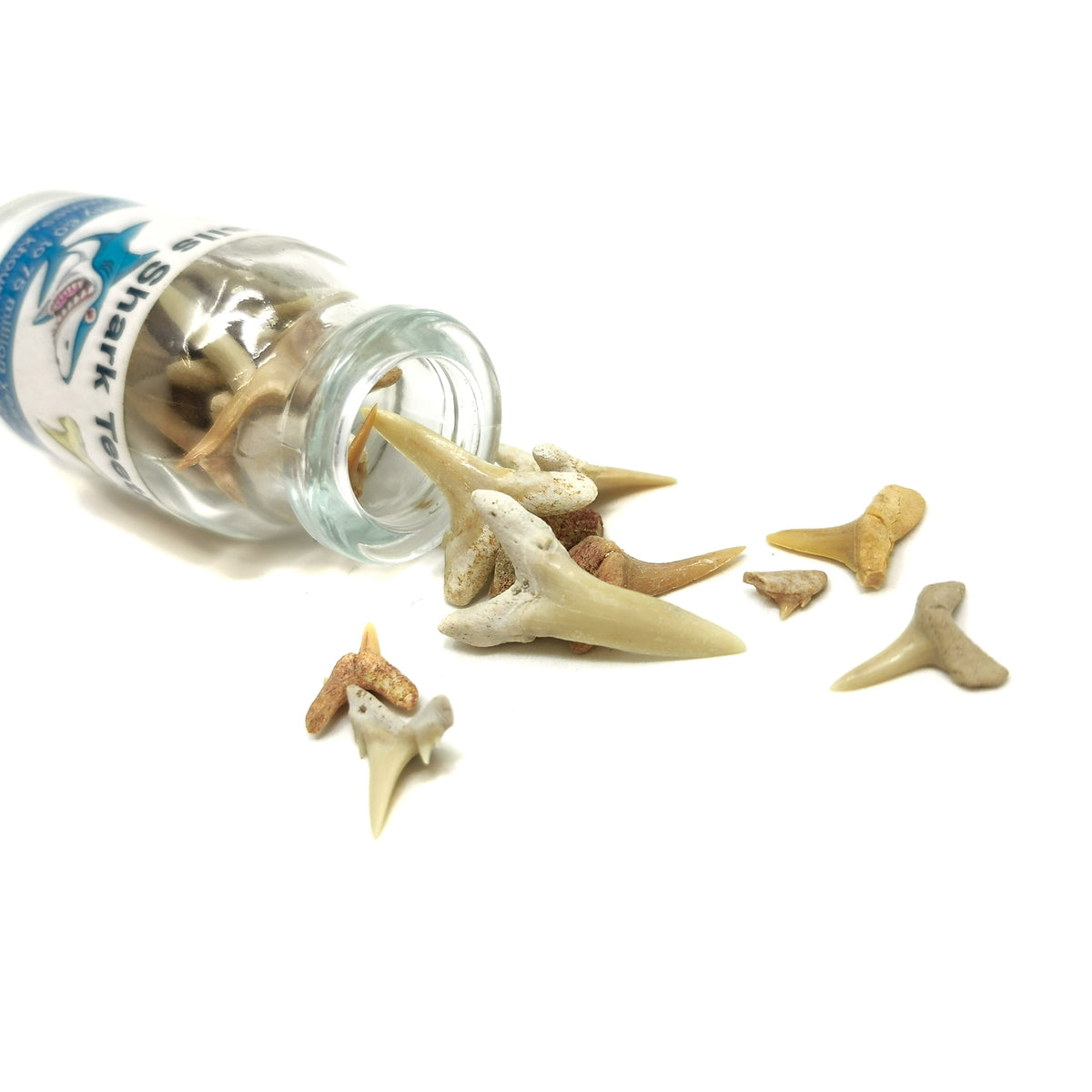 Shark Teeth In A Bottle fossil from Morocco.