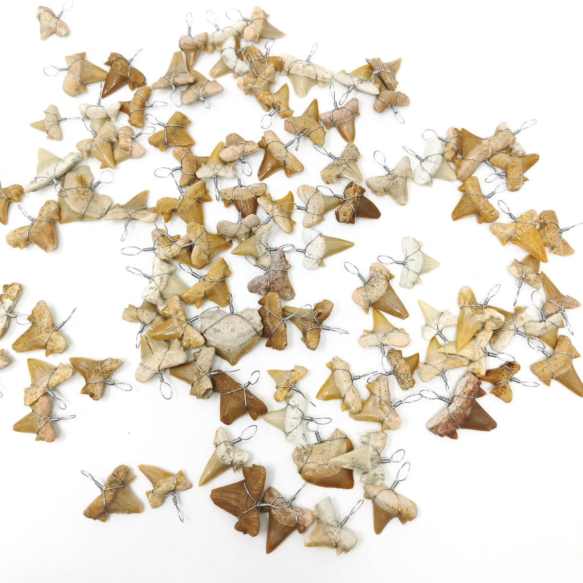 Fossil shark tooth pendant – spread of pendants
