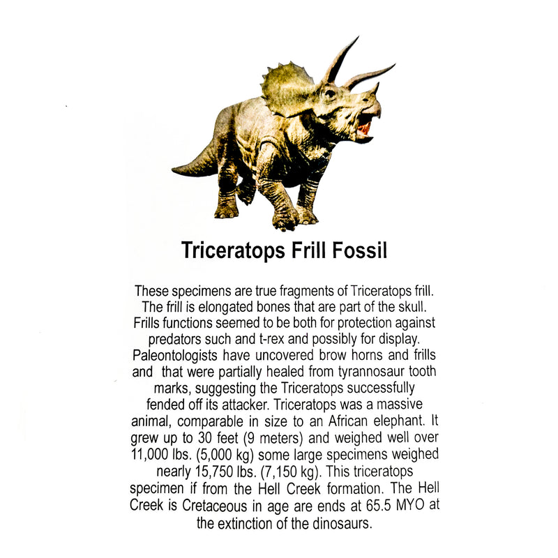 Triceratops Frill - Fossil