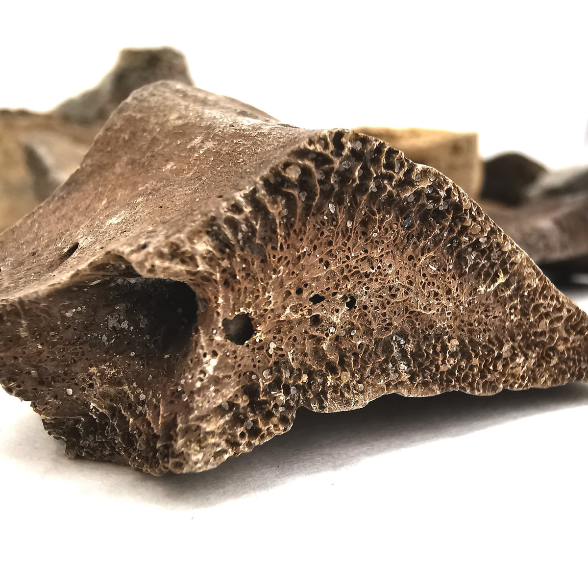 Turtle Shell Scute fossil from Taouz, Errachidia province, South Morocco.
