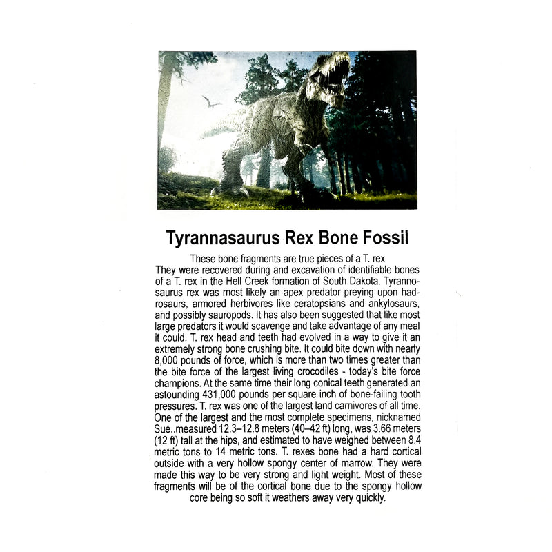 Tyrannasaurus Rex Bone - Fossil