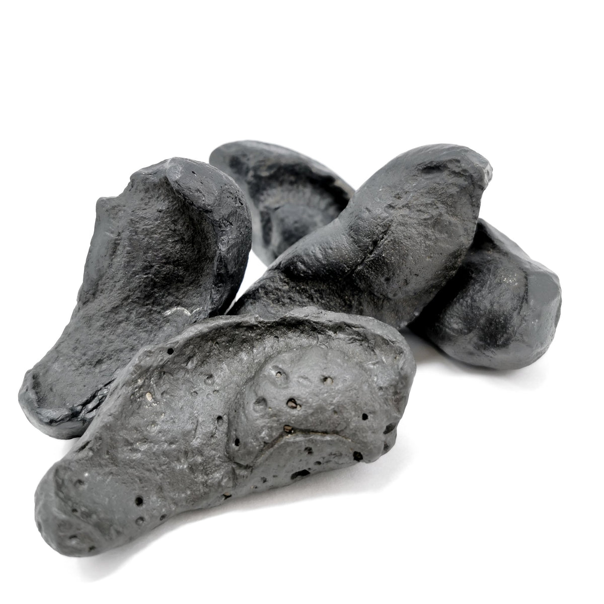 Whale Ear Bone fossil from Florida, USA.