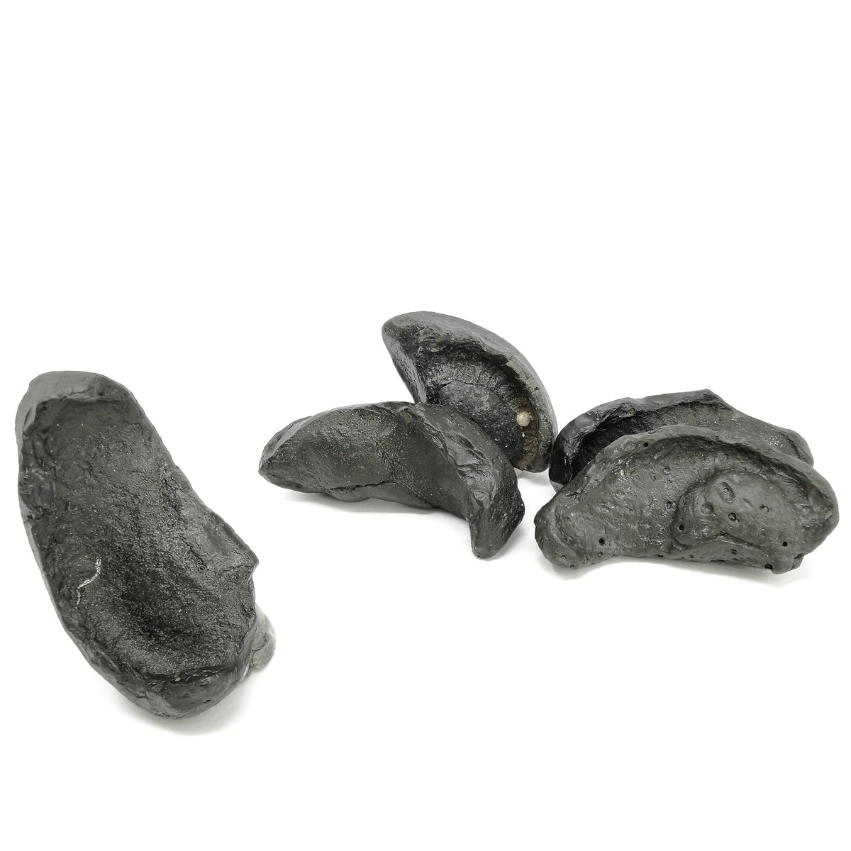 Whale Ear Bone fossil from Florida, USA.