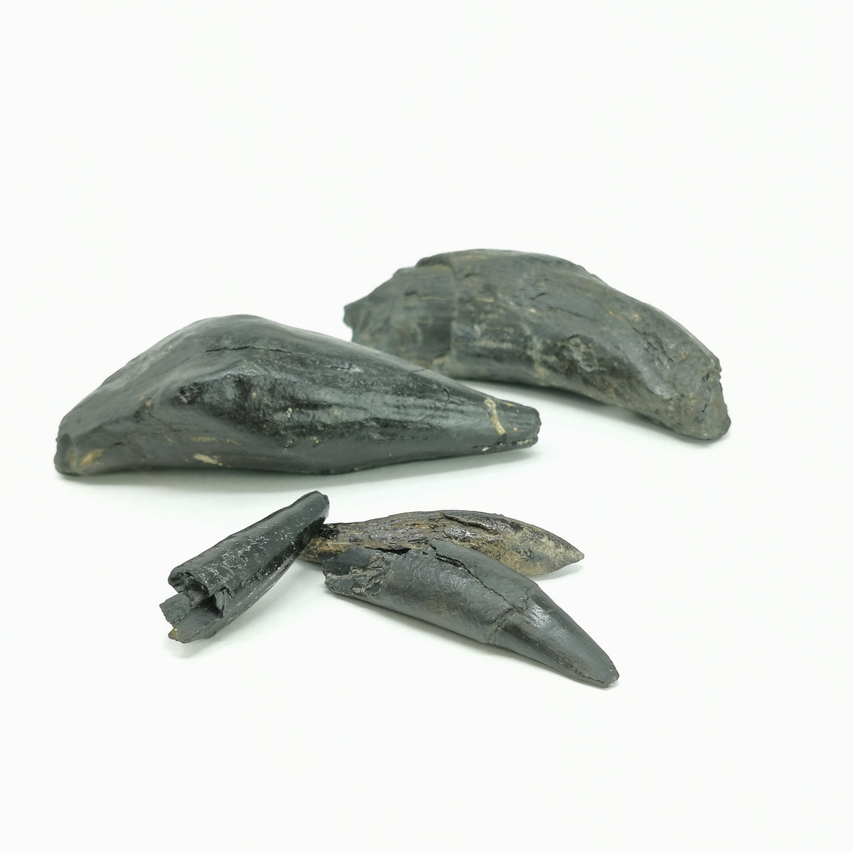 Sperm Whale Tooth fossil from Florida, USA.
