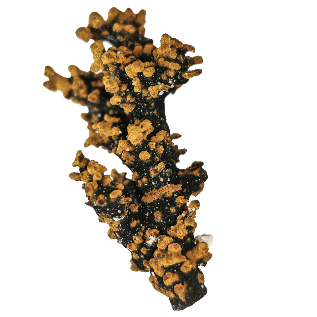 Romanechite on goethite from Hungary – branching specimen