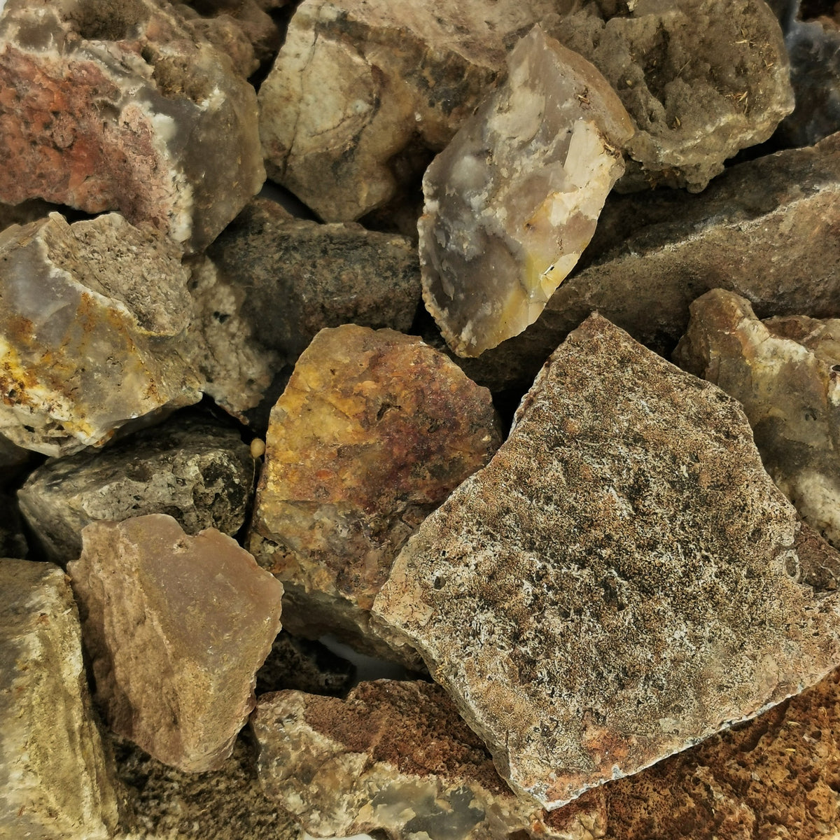 Graveyard Point Plume Agate rough, a variety of chalcedony.