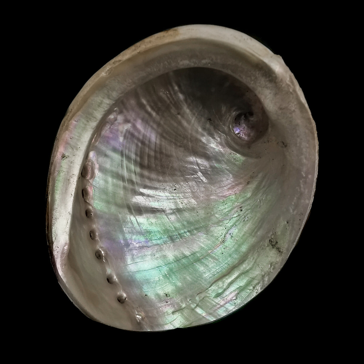 Green Lip Abalone shell.