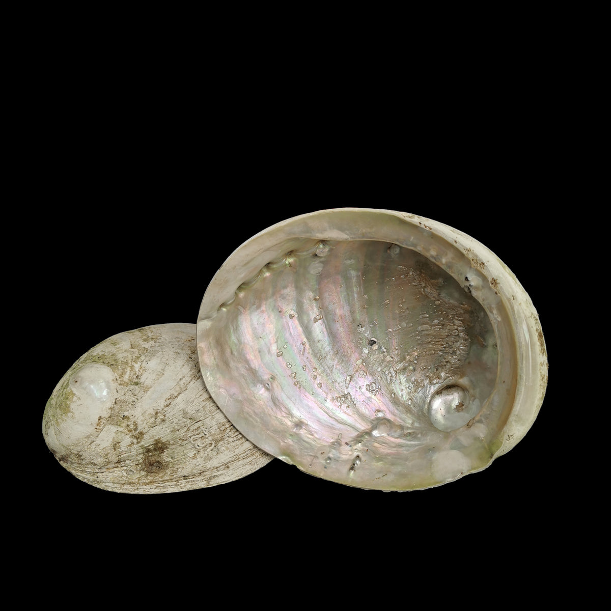 Green Lip Abalone shell.