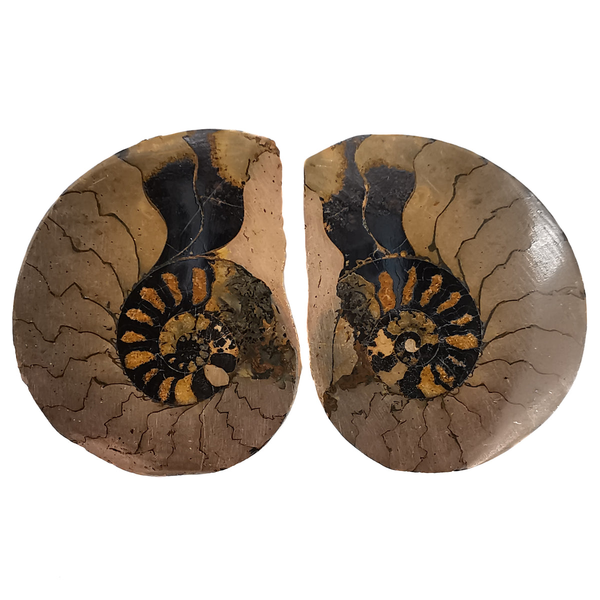 Ironized Ammonite fossil from Oujda, Morocco.