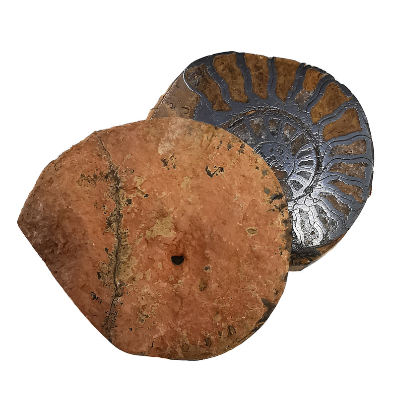 Ironized Ammonite - Fossil