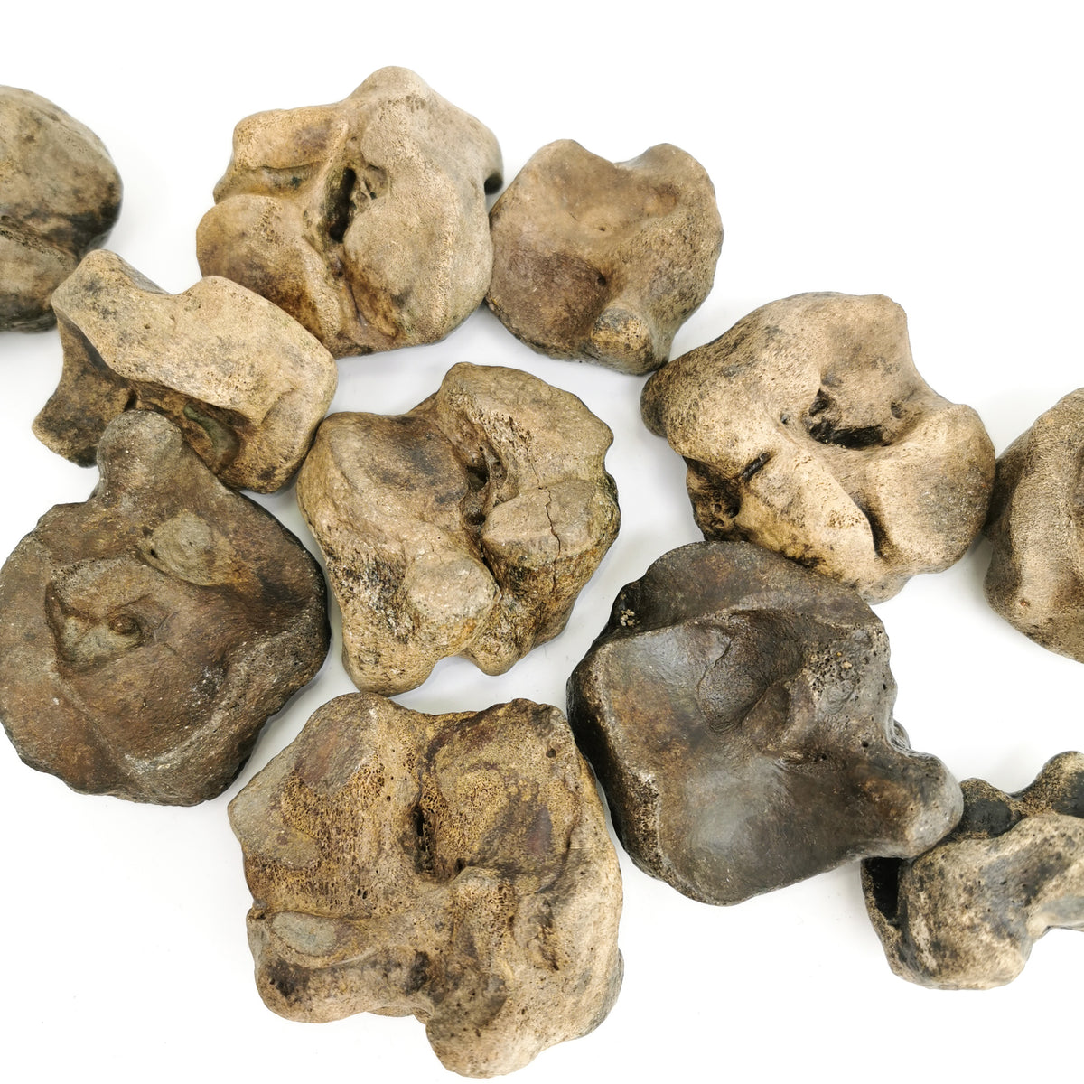 Bison Carpal (Toe Bone) fossil from Kentucky, USA.