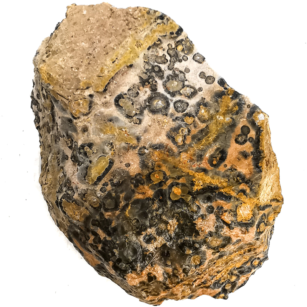 Leopard Skin Jasper rough.