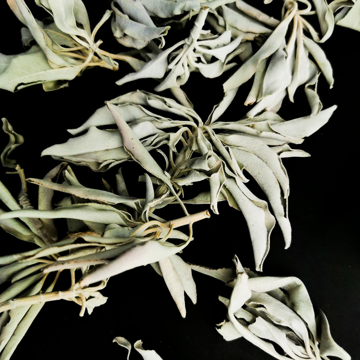 White Sage Loose incense.