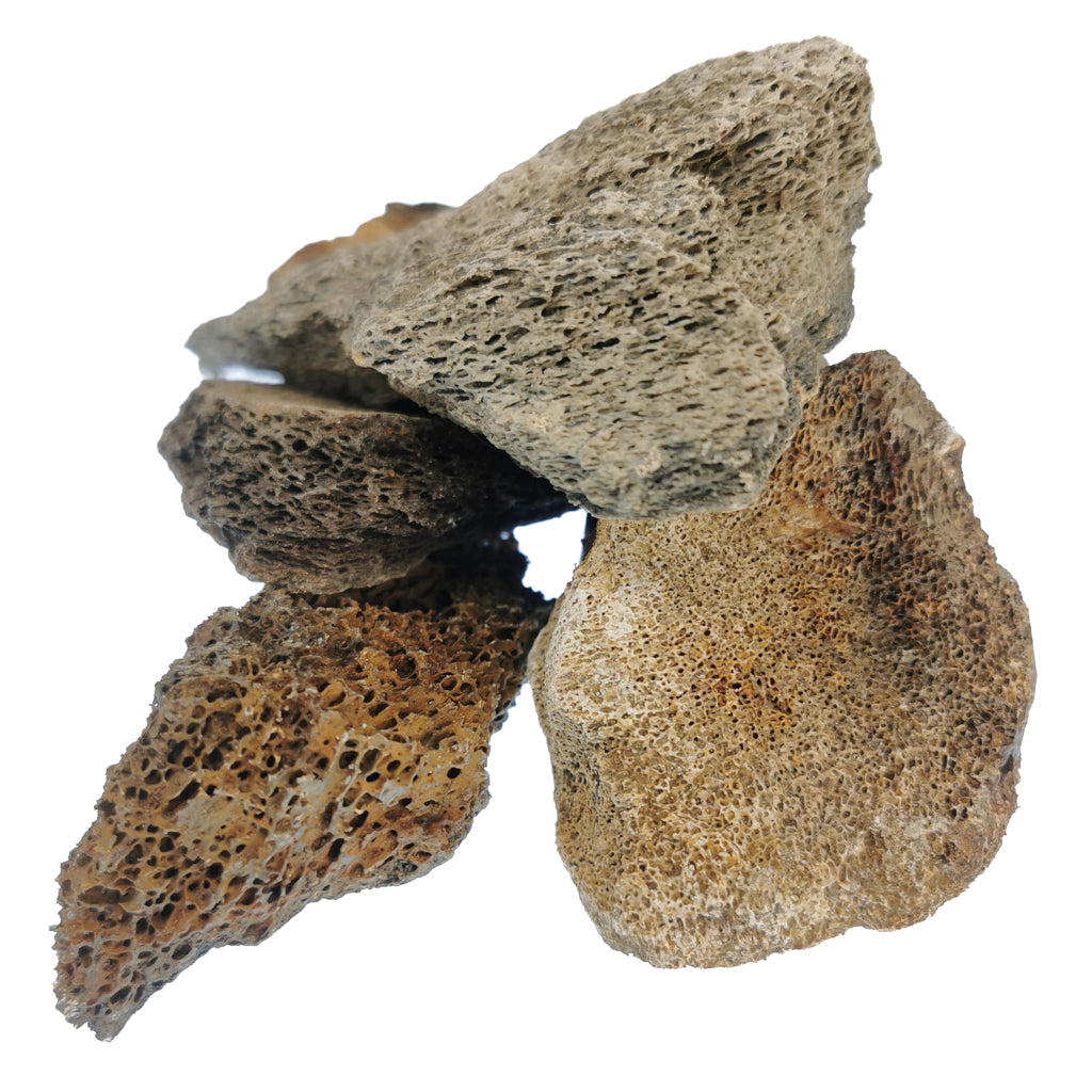 Mammoth bone shards fossil from the Southern North Sea (Doggerland), trawled by Dutch fishing boats.
