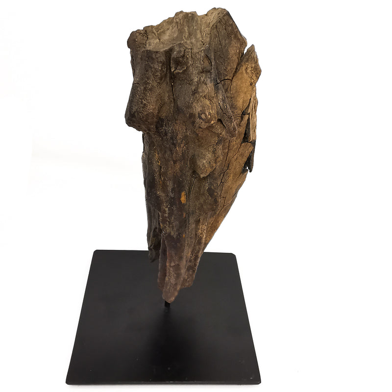 Mammoth Tooth - Fossil Specimen