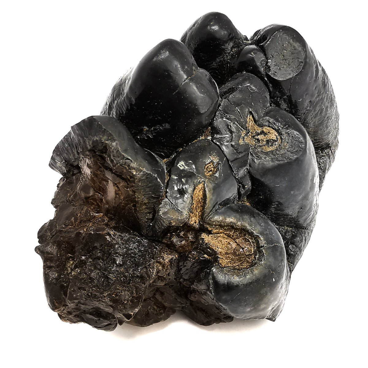 Mastodon partial tooth, Florida: angled view of cusps