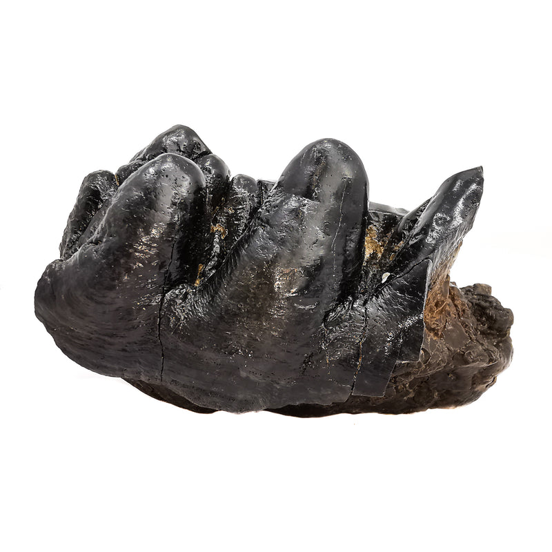 Mastodon Partial Tooth - Fossil Specimen