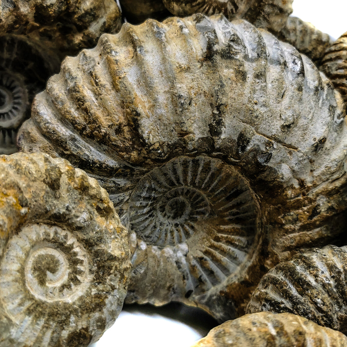 Mantelliceras Ammonite fossil from Agadir, Morocco.