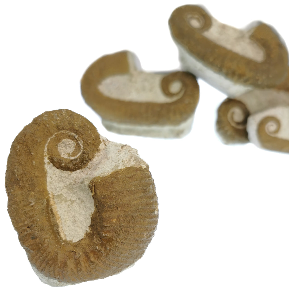 Heteromorph Ammonite fossil from Morocco.