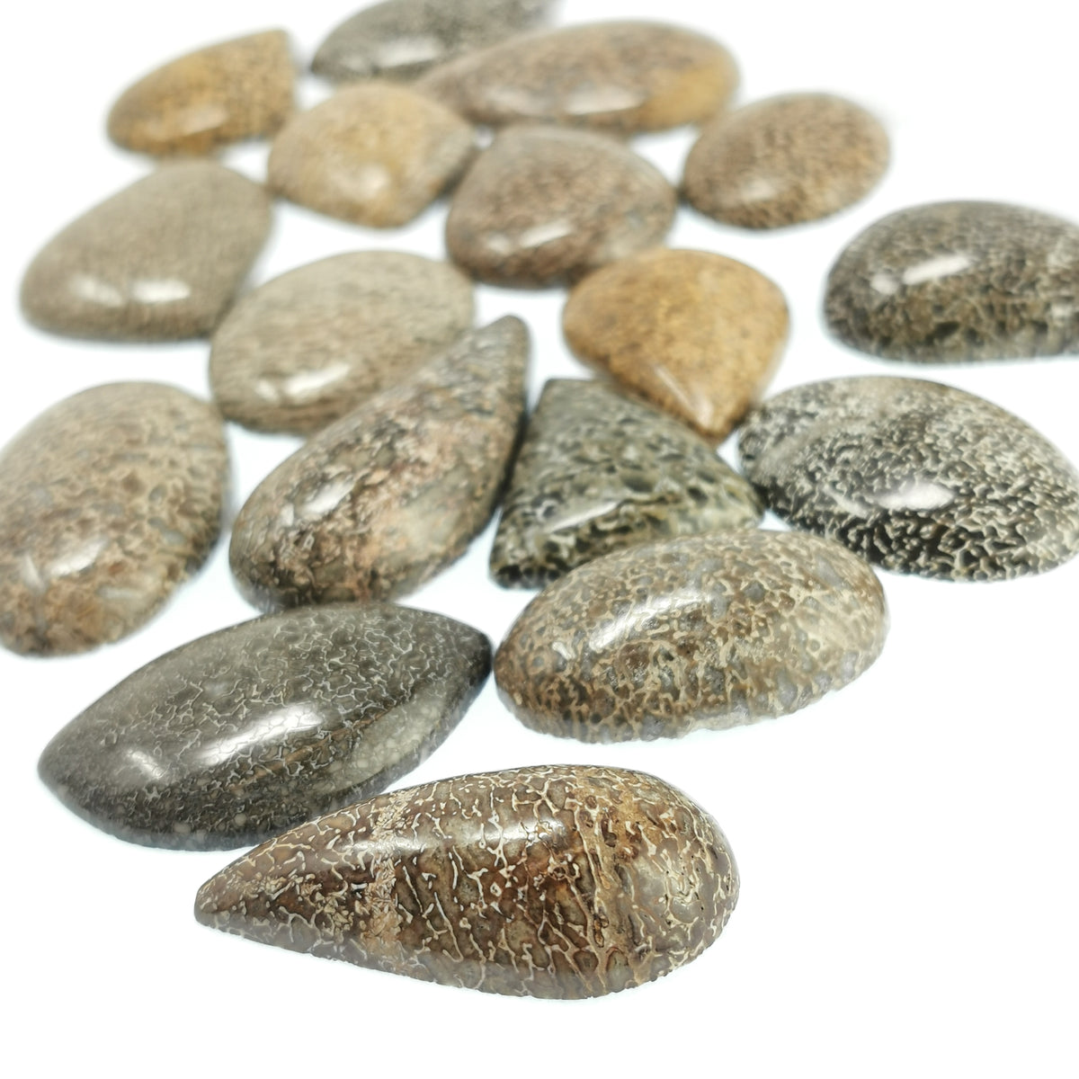 Mosasaur Bone cabochon from Morocco.