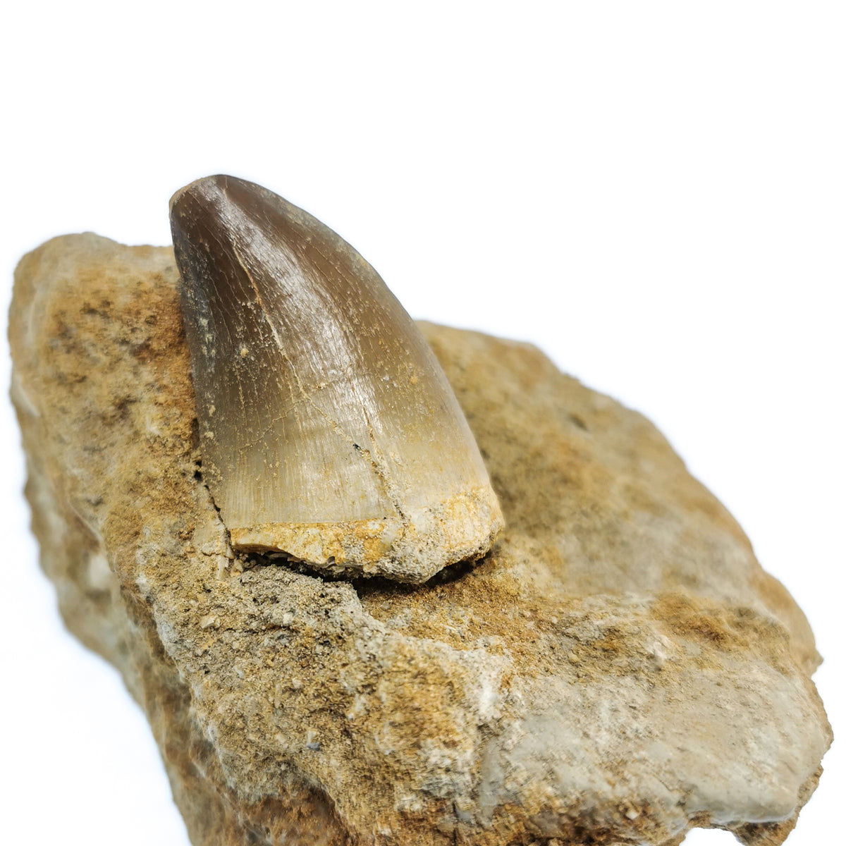Mosasaur Tooth on Matrix fossil from Morocco.