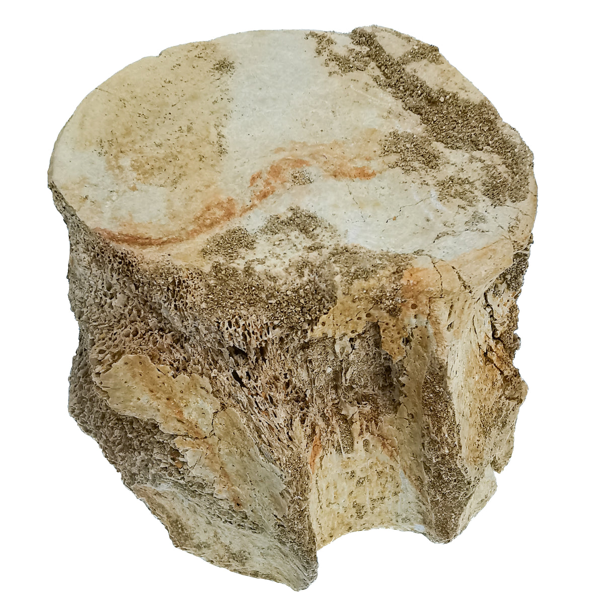 Mosasaur Vertebrae fossil from Morocco.