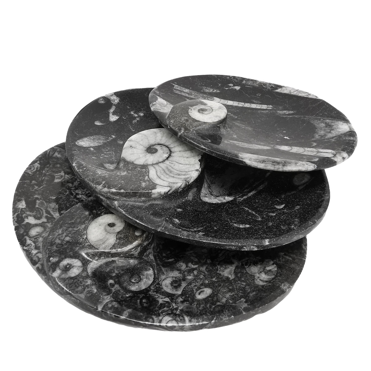 Orthoceras Dish oval fossil from Morocco, Orthoceras Limestone, Ludlow.