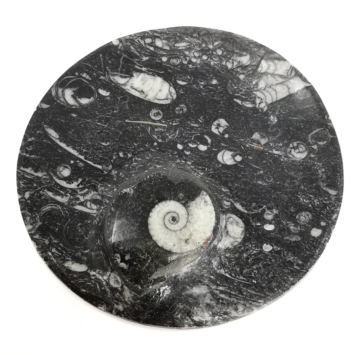 Orthoceras Dish round fossil from Morocco, Orthoceras Limestone, Ludlow.