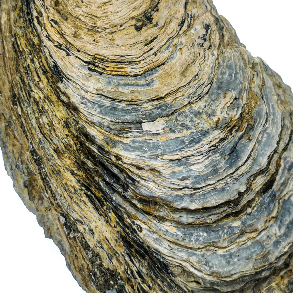 Giant oyster shell fossil from France – shell layers, close view