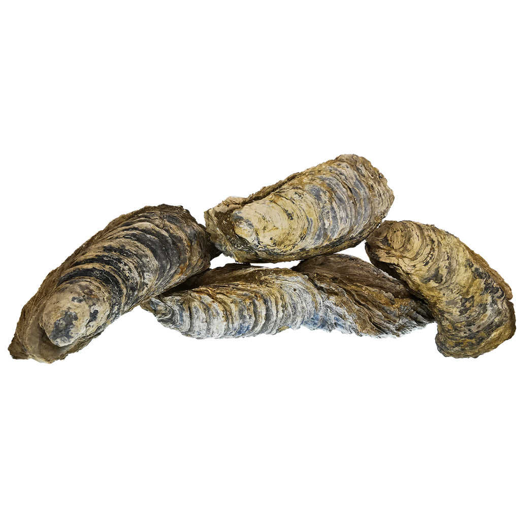 Giant oyster shell fossil from France – group of shells
