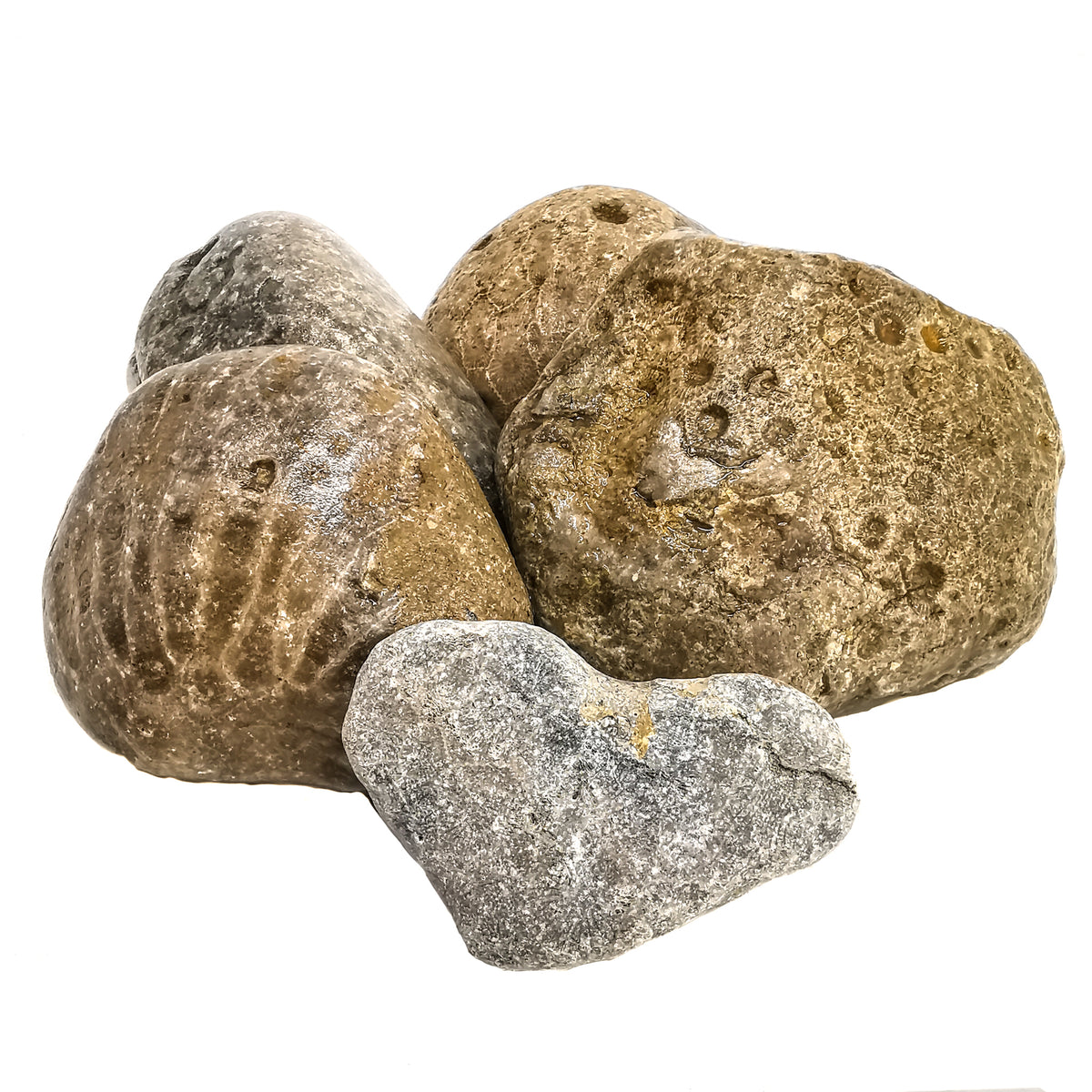 Petoskey Stone rough from Michigan, USA.