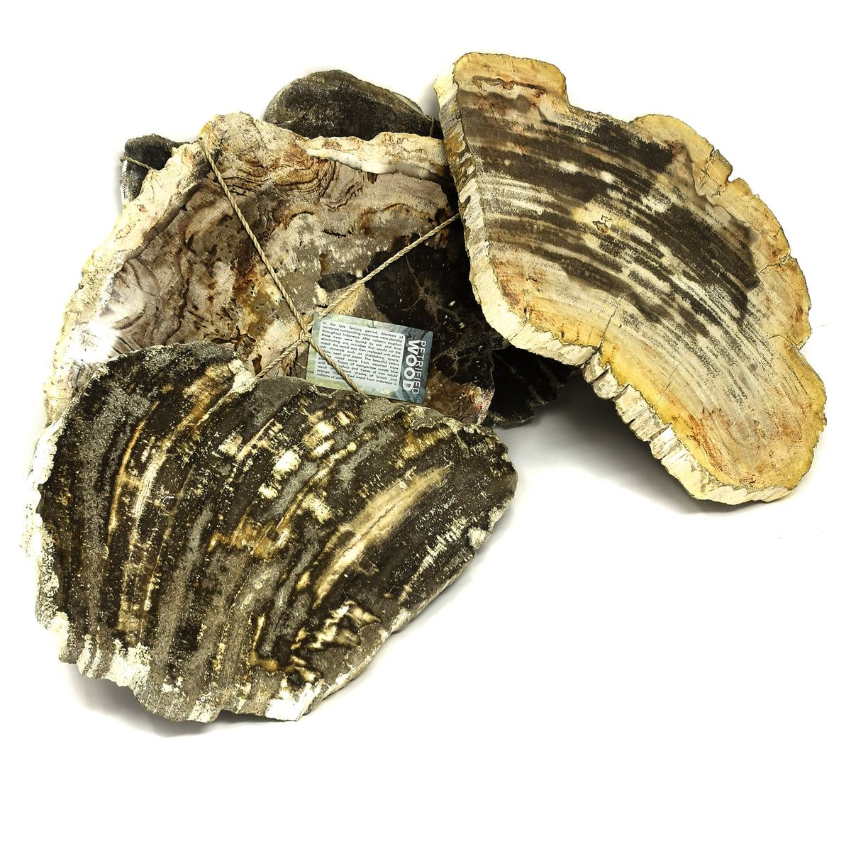 Petrified Wood slab fossil from Banten, Indonesia.