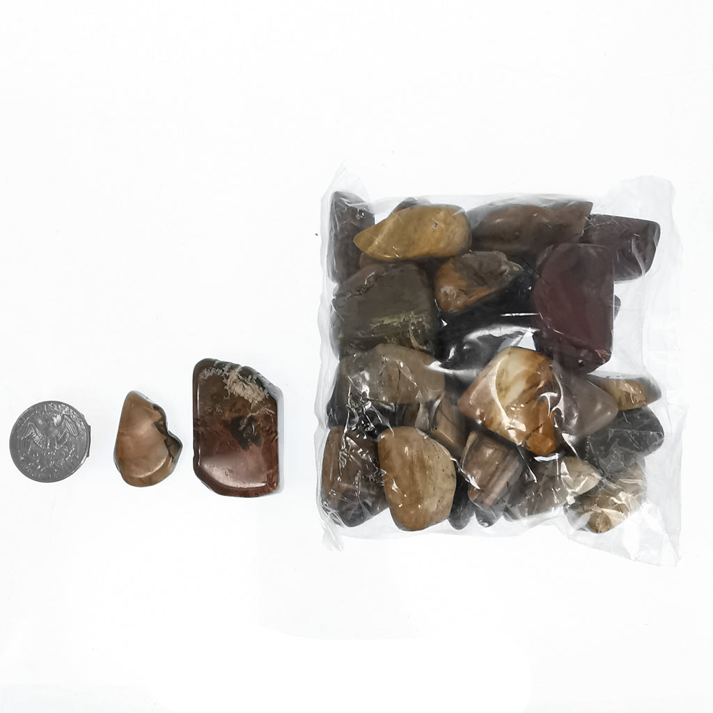 Petrified wood tumble from Ambilobe, Madagascar – bag beside a coin for scale