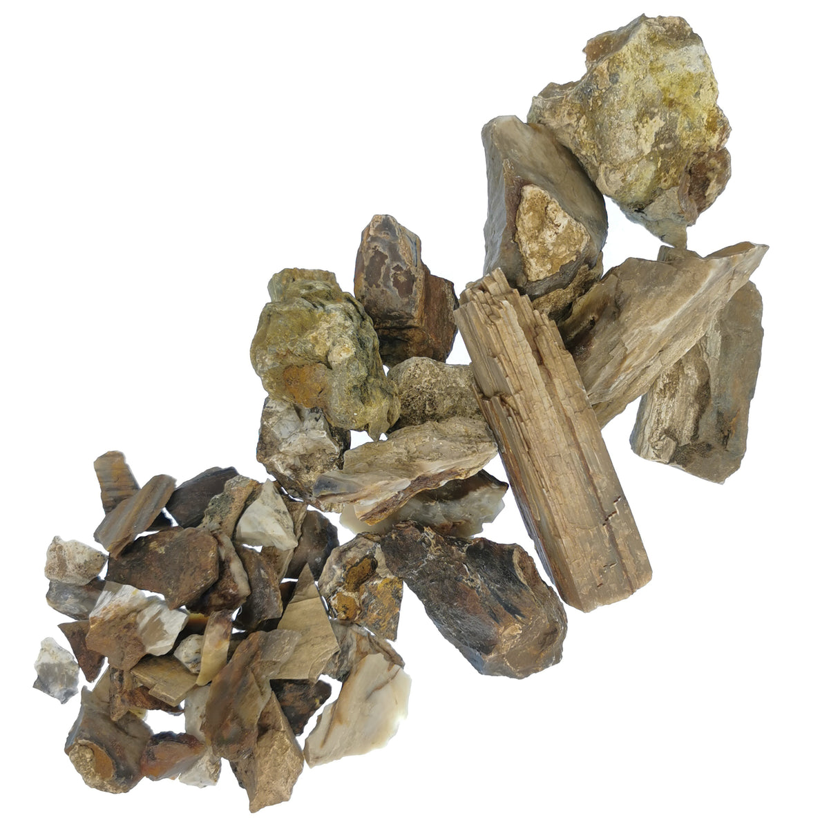 Petrified Wood Chips fossil.
