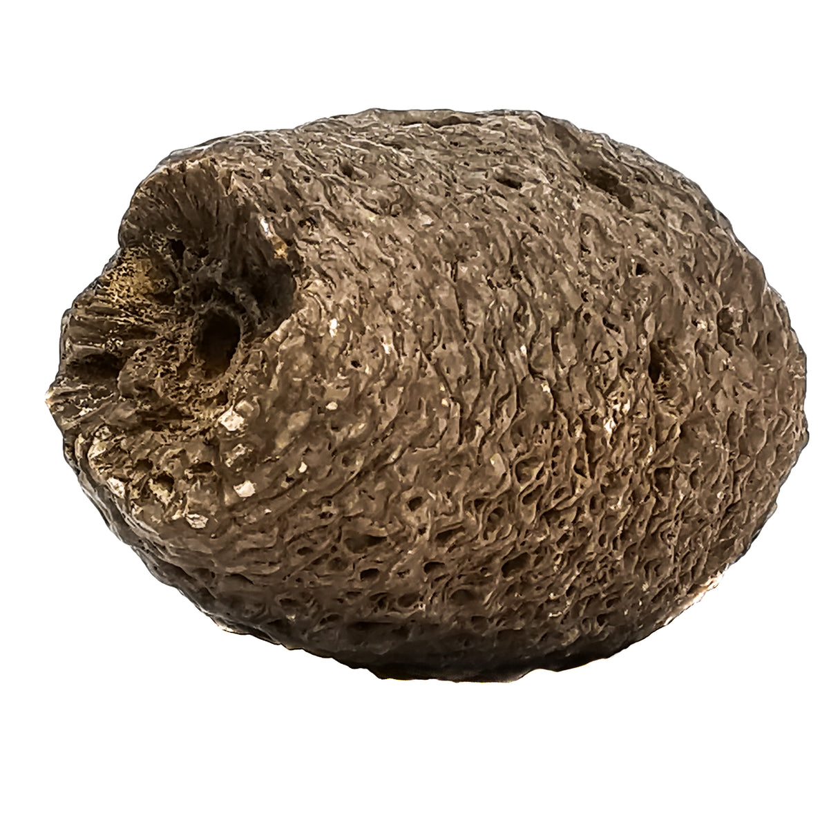 Pinecone fossil specimen from Santa Cruz, Patagonia, Argentina, La Matilde Formation, Middle Jurassic.