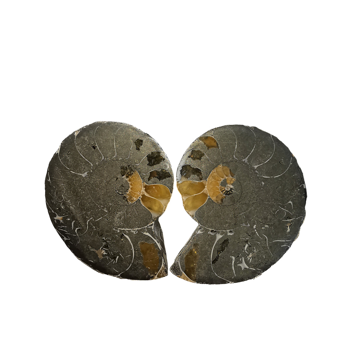 Pyritized Ammonite Slices pair fossil.