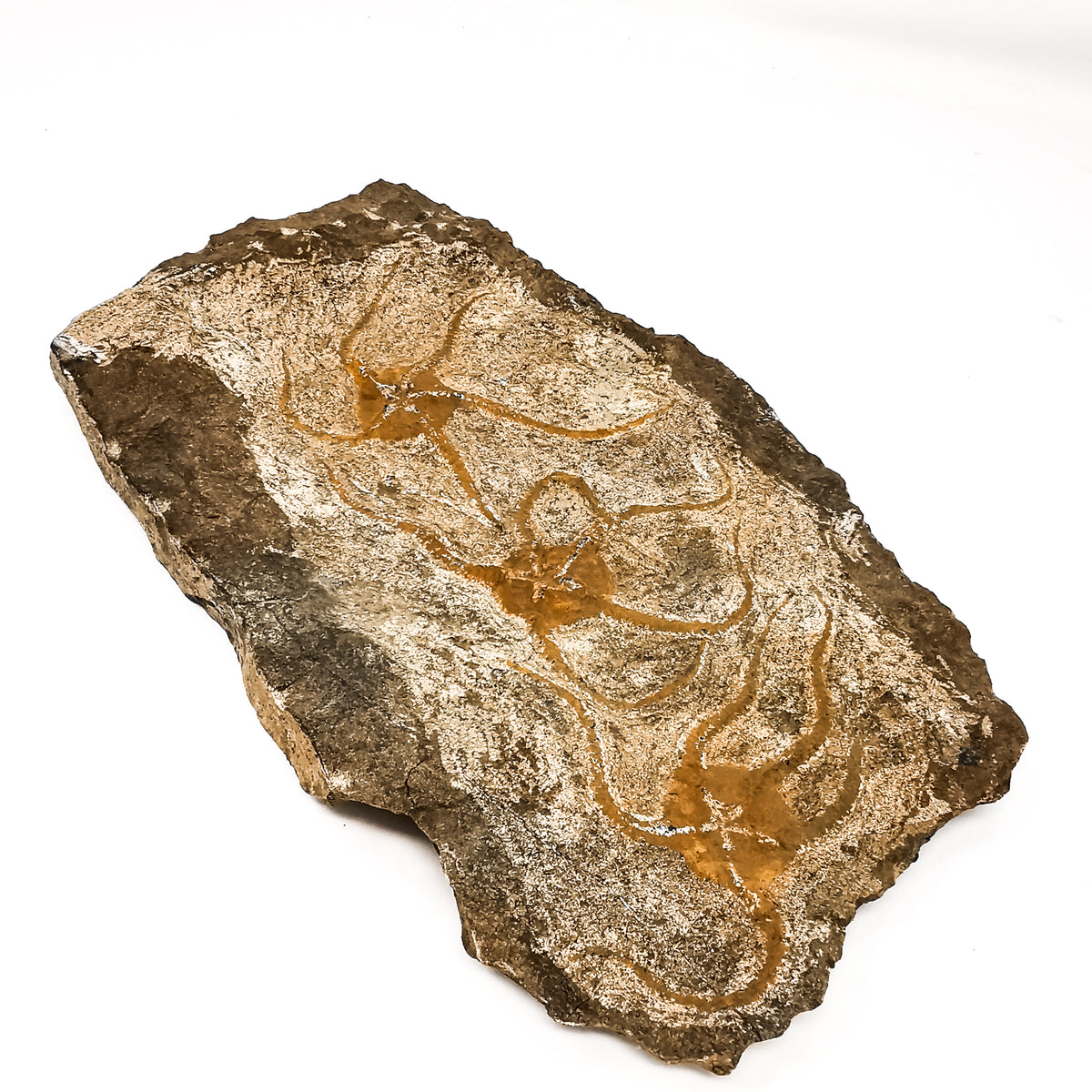 Sea Star fossil specimen from Blekus, Morocco.