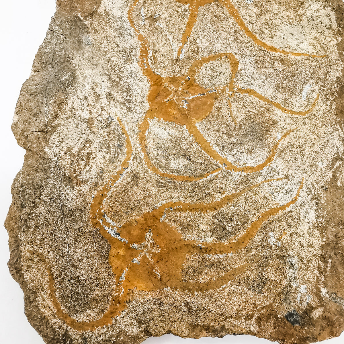 Sea Star fossil specimen from Blekus, Morocco.