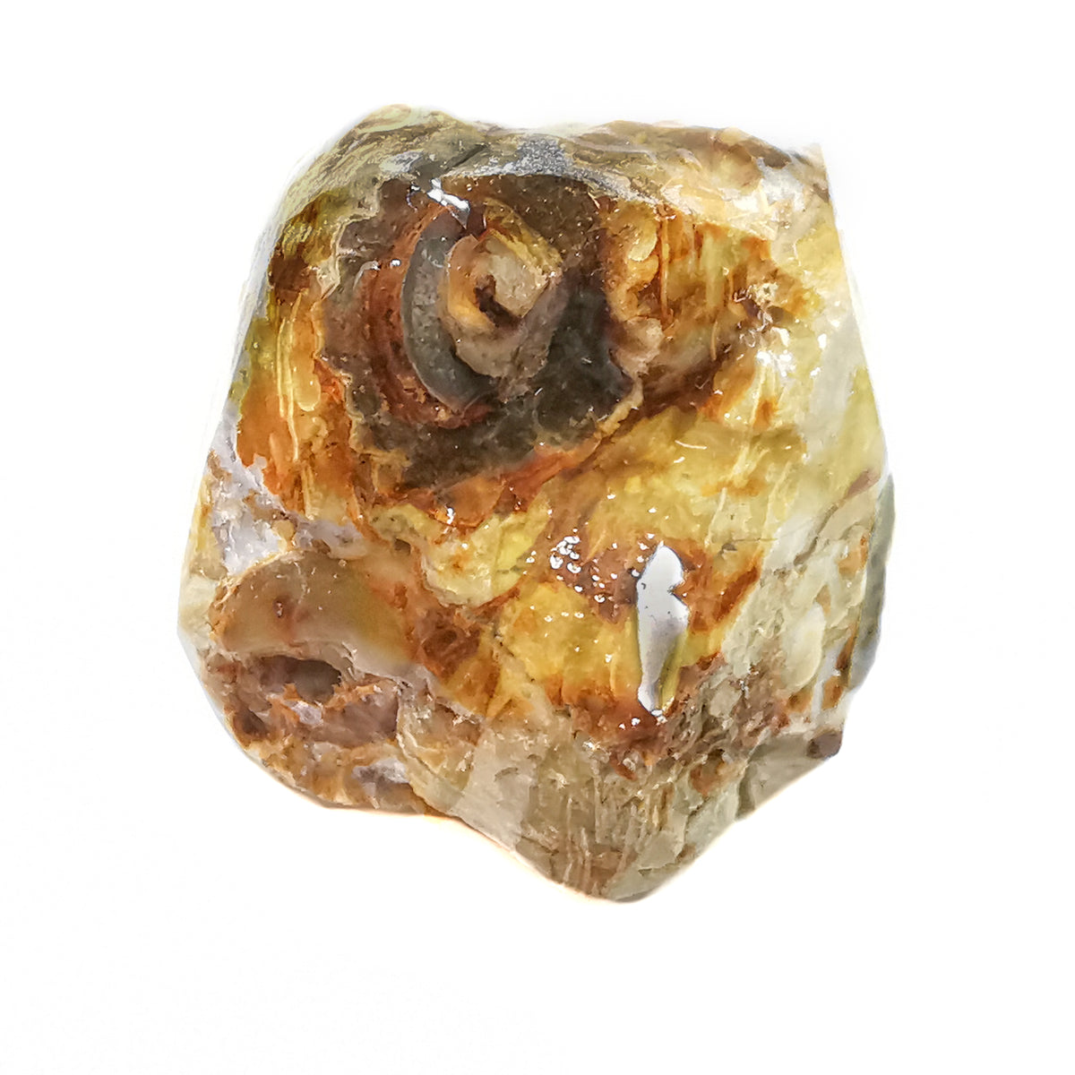 Seed Pod fossil.