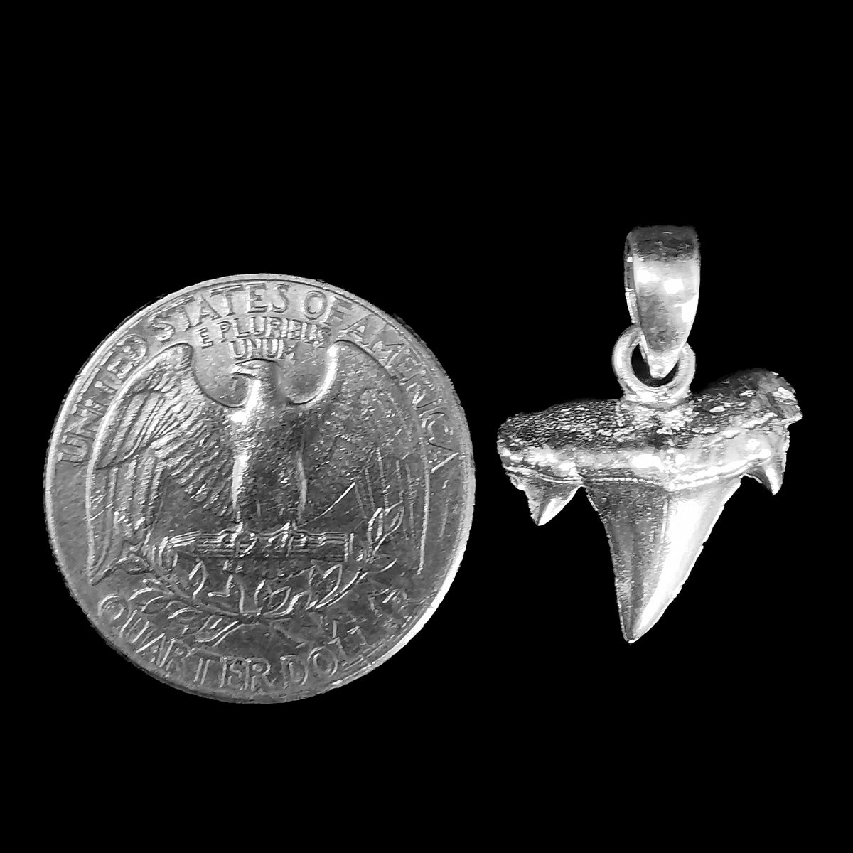 Otodus Shark Tooth pendant in sterling silver.
