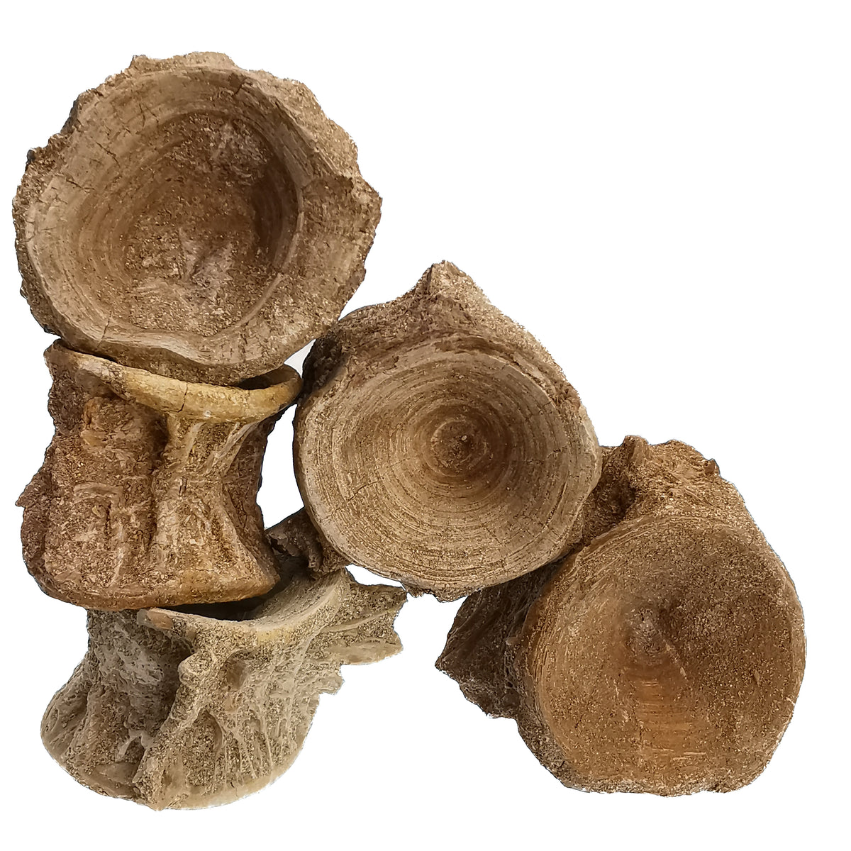 Shark Vertebrae fossil from Oulad Abdoun Basin, Morocco.