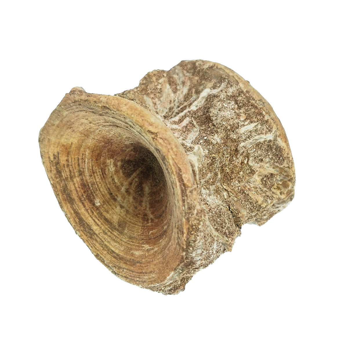 Shark Vertebrae fossil from Oulad Abdoun Basin, Morocco.