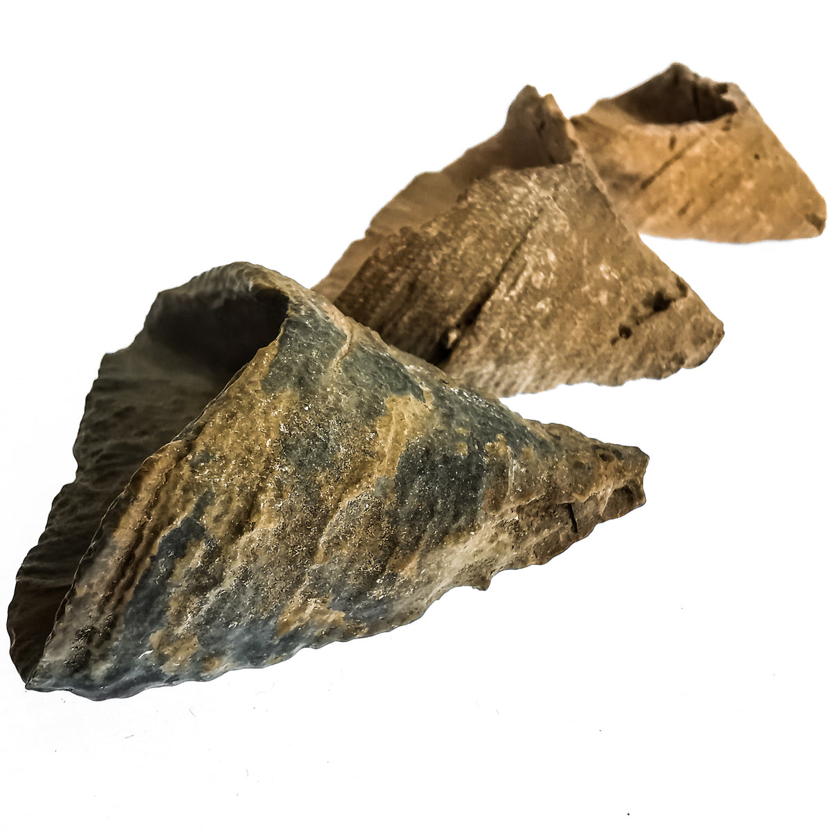 Slipper Coral fossil from Morocco.