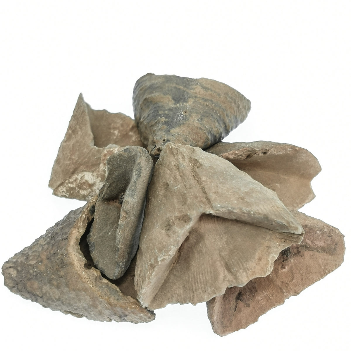 Slipper Coral fossil from Morocco.