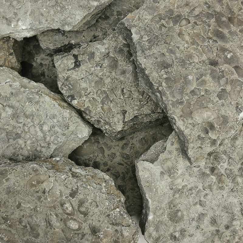 Sowerbyella Rugosa (Brachiopod) - Fossil